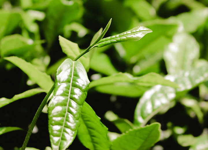 Todos los tipos de té vienen de la misma planta: la Camellia sinensis